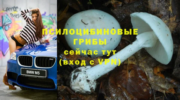 сатива Новодвинск