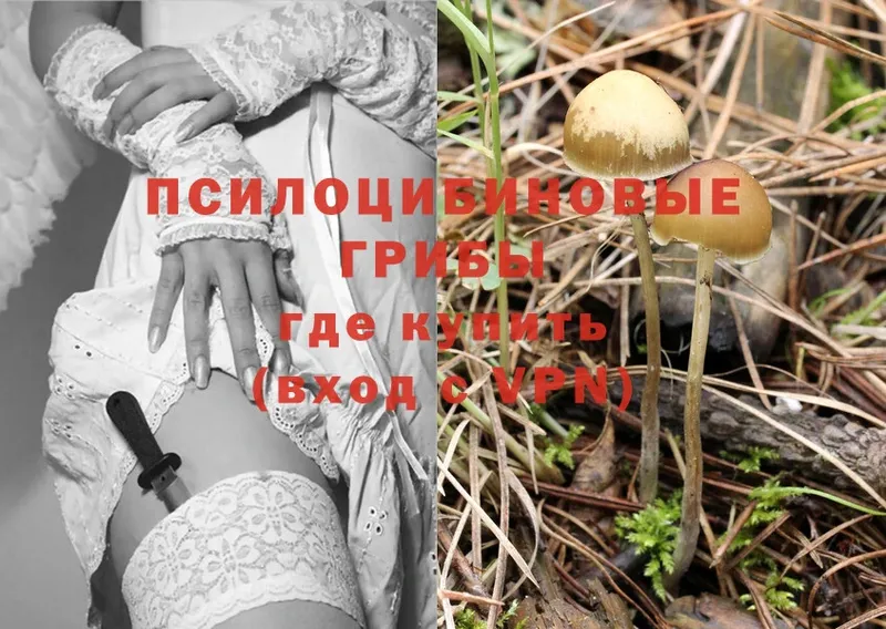 даркнет сайт  Кандалакша  Галлюциногенные грибы Psilocybe 